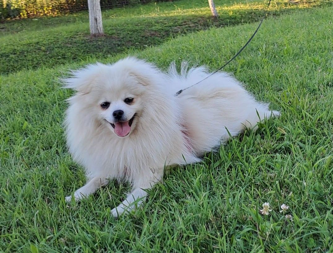 White Pomeranian in grass at sunset, with flowers around, rosey-hue. The dog is laying down and it has floppy ears, similar to a labrador's....