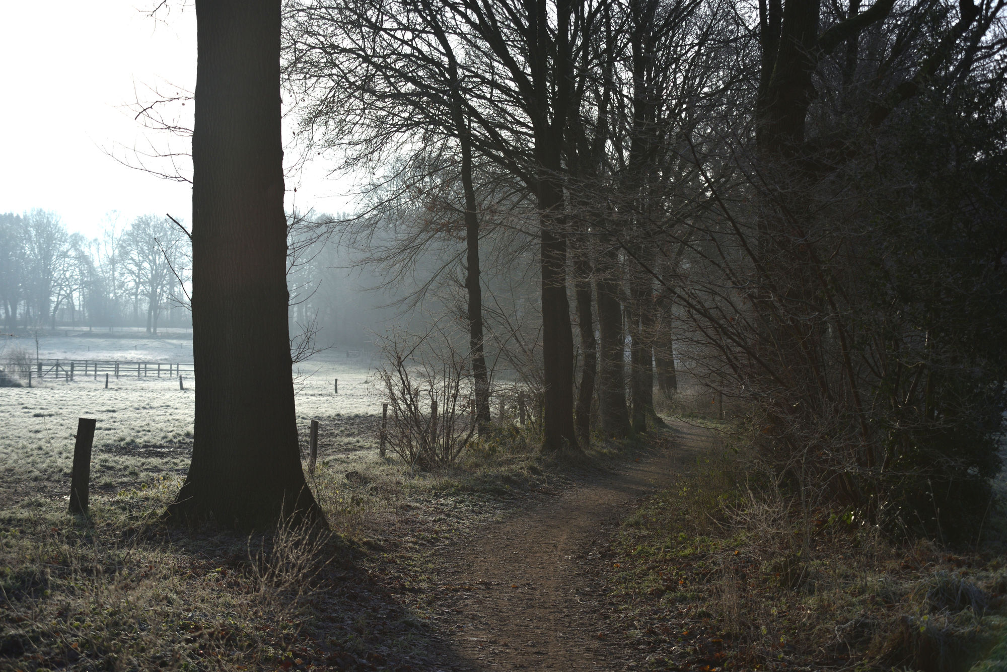 Moonlit night, moon in the sky, shadows over the path, photo realistic
