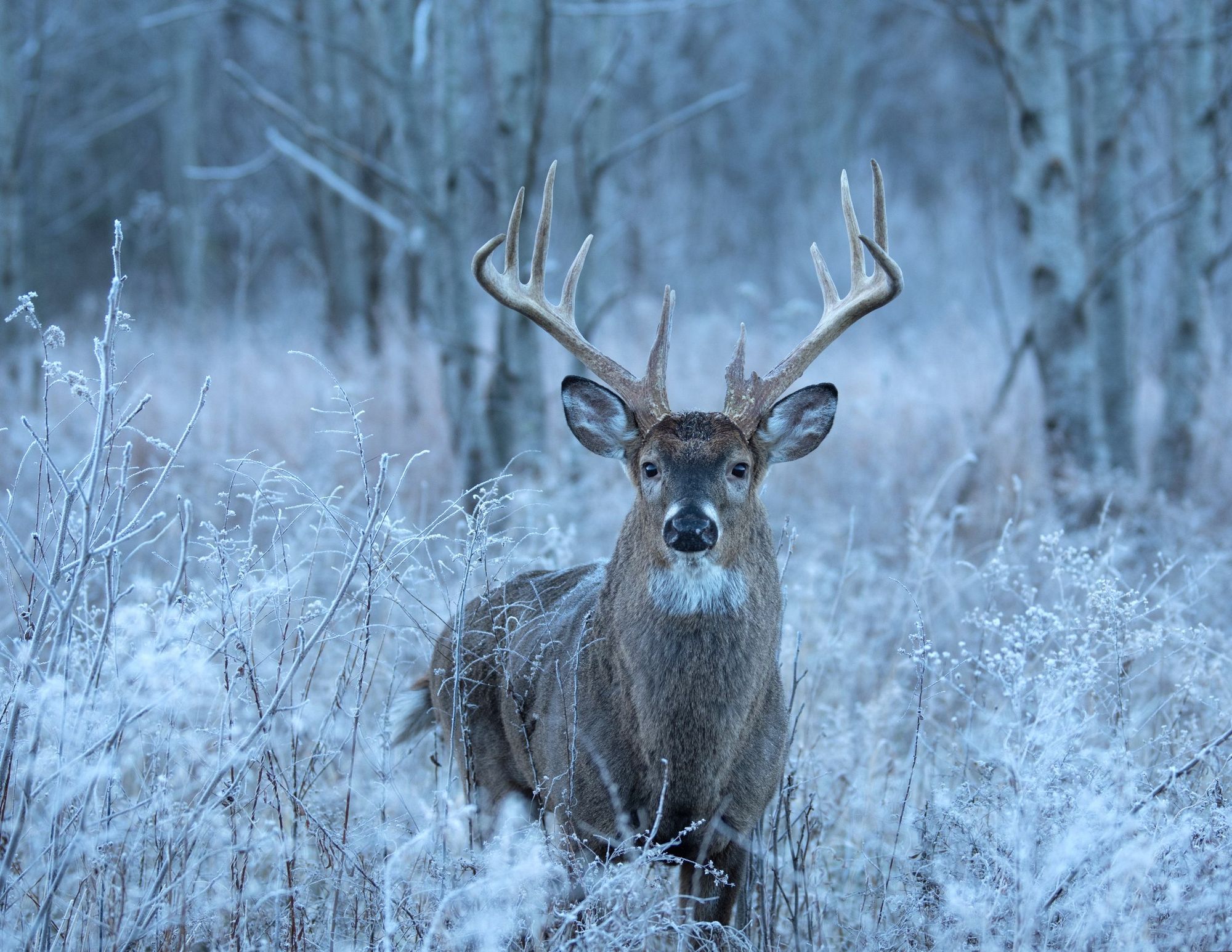Big Boy In The Frost