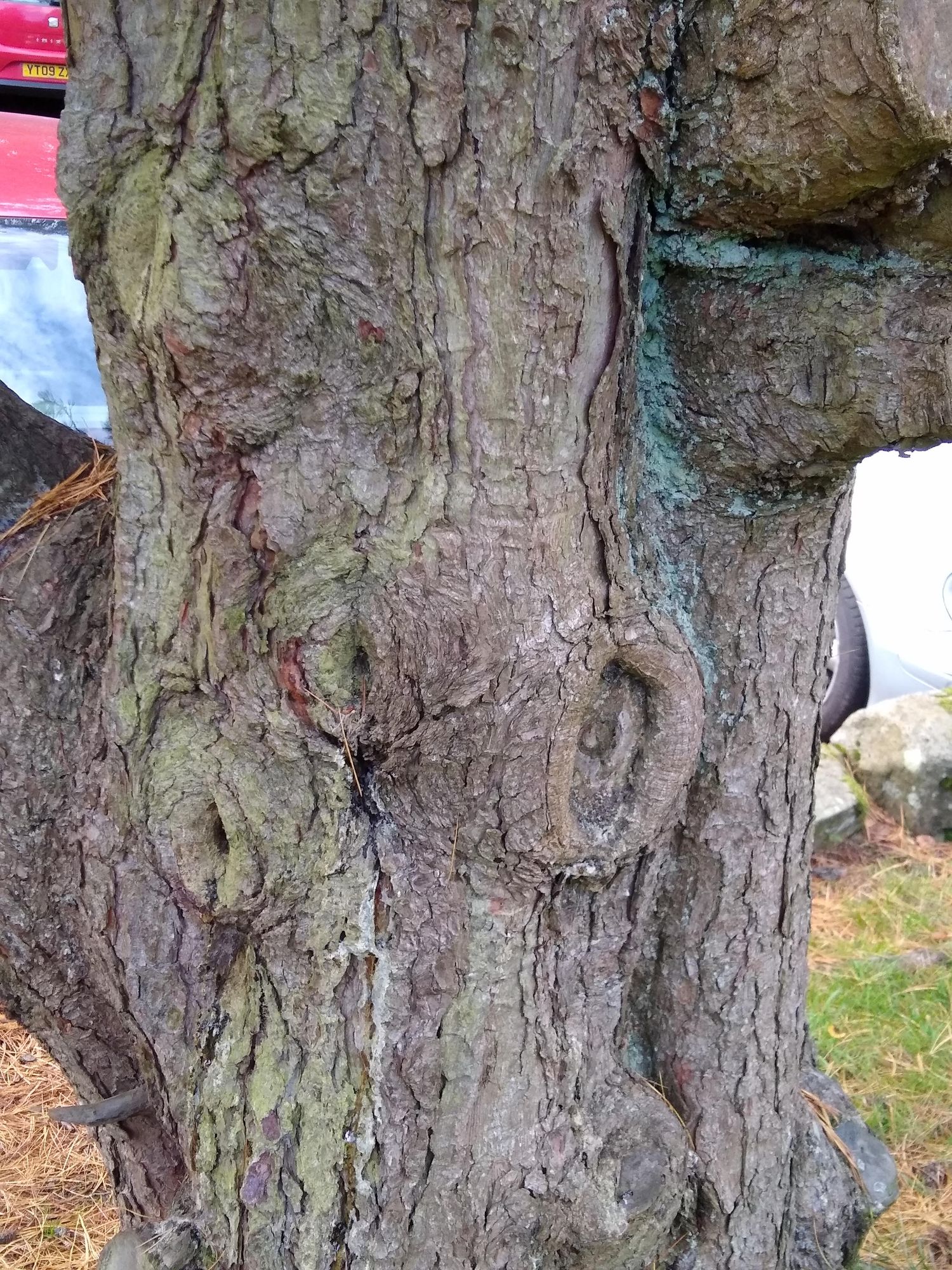 deep sea monster squid head