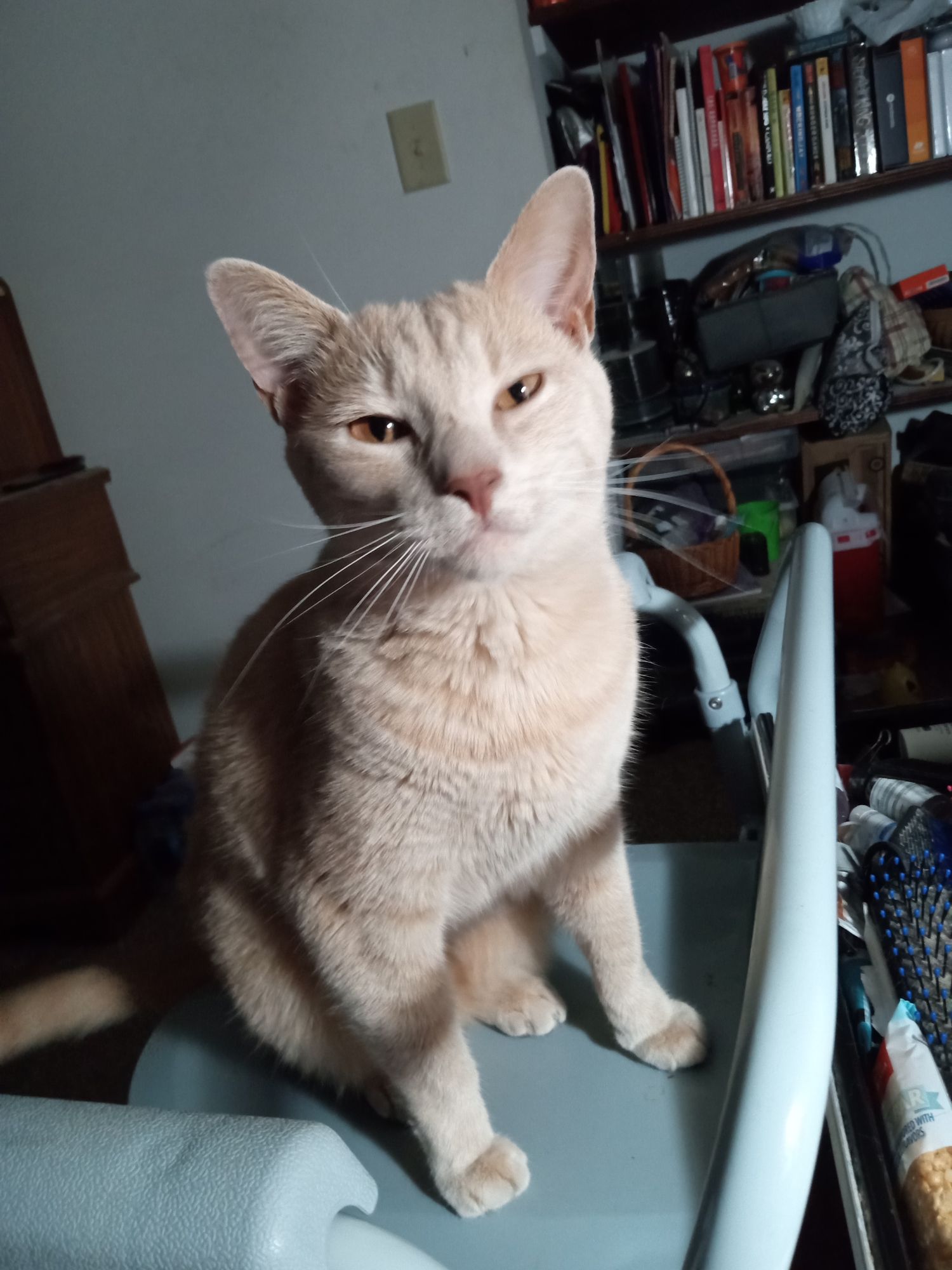 An adorable blonde cat, with a loving smile on his face, looking into the camera, with glowing turquoise neon eyes, on a magenta and turquoi...