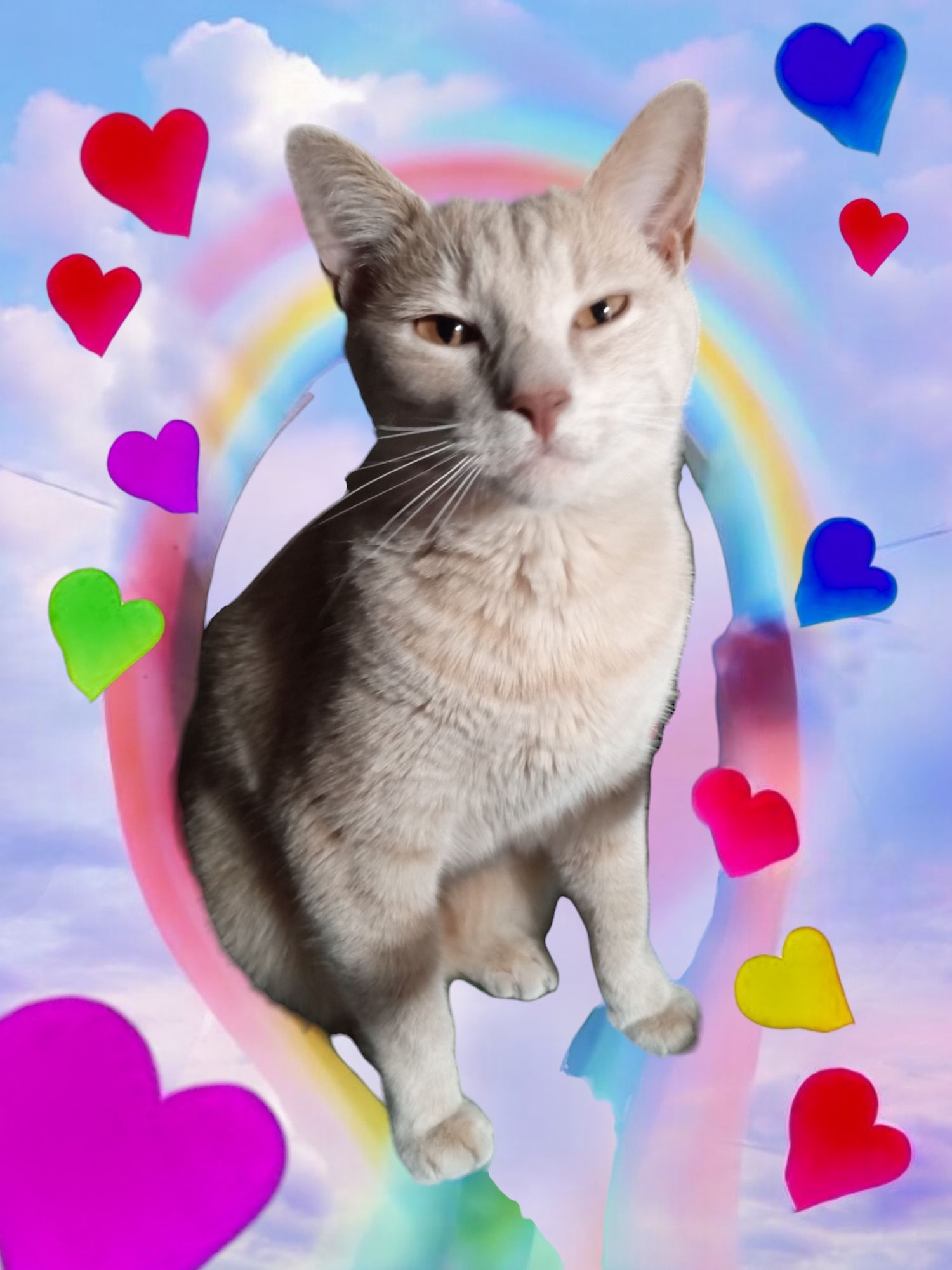 An adorable blonde cat, with a loving smile on his face, looking into the camera, with glowing turquoise neon eyes, on a magenta and turquoi...