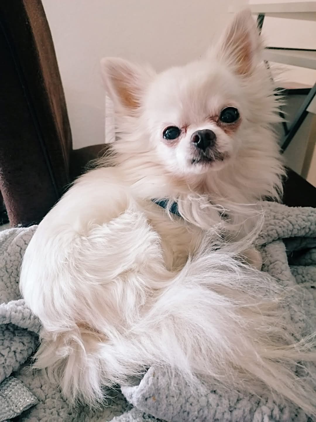 Studio Ghibli version of Pure white long haired chihuahua looking lovingly at his owner