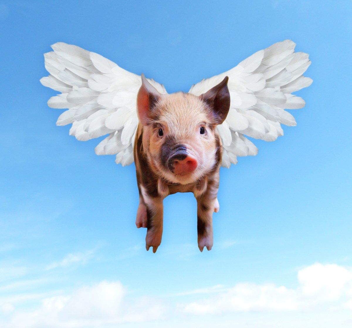 Porcus Dei - The Divine Swine