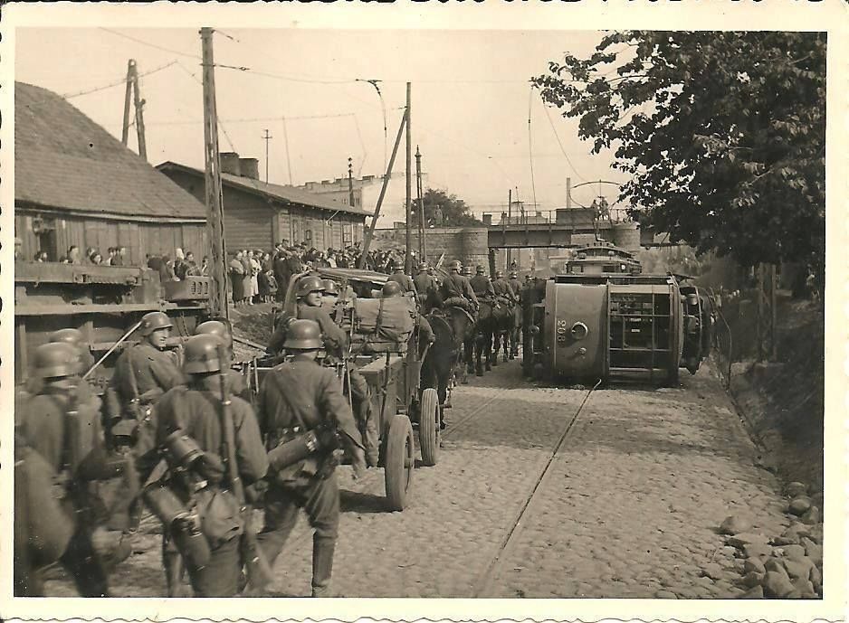 małpy i świnie w lesie