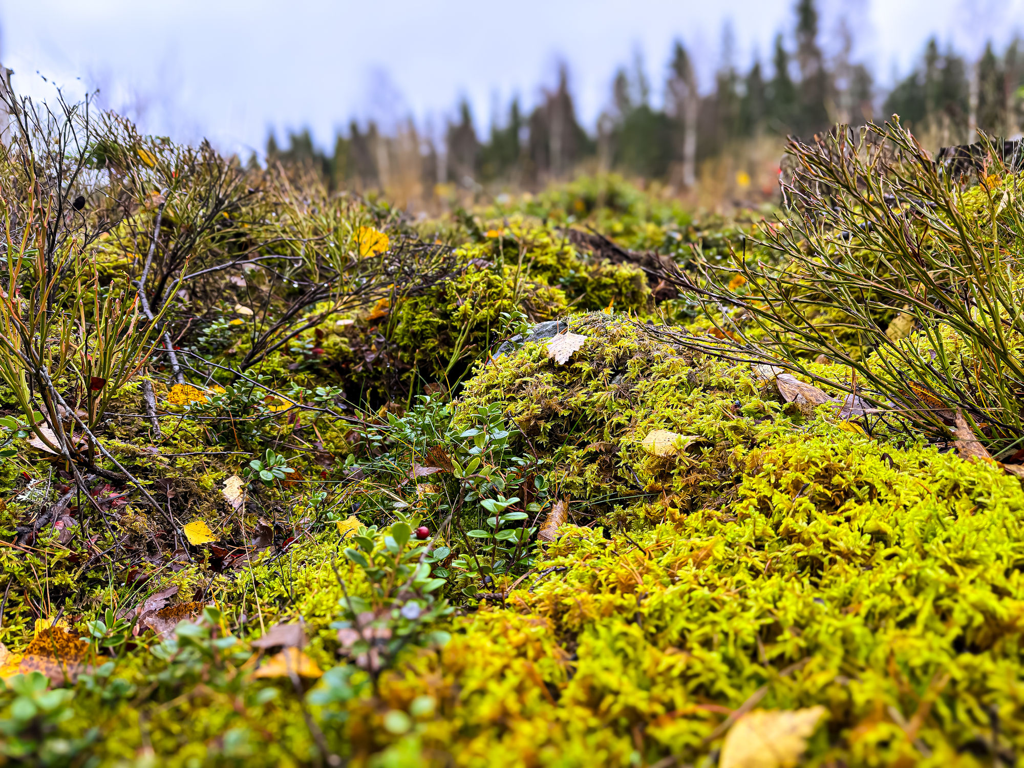 add two barely visible trolls in the soft moss John Bauer style