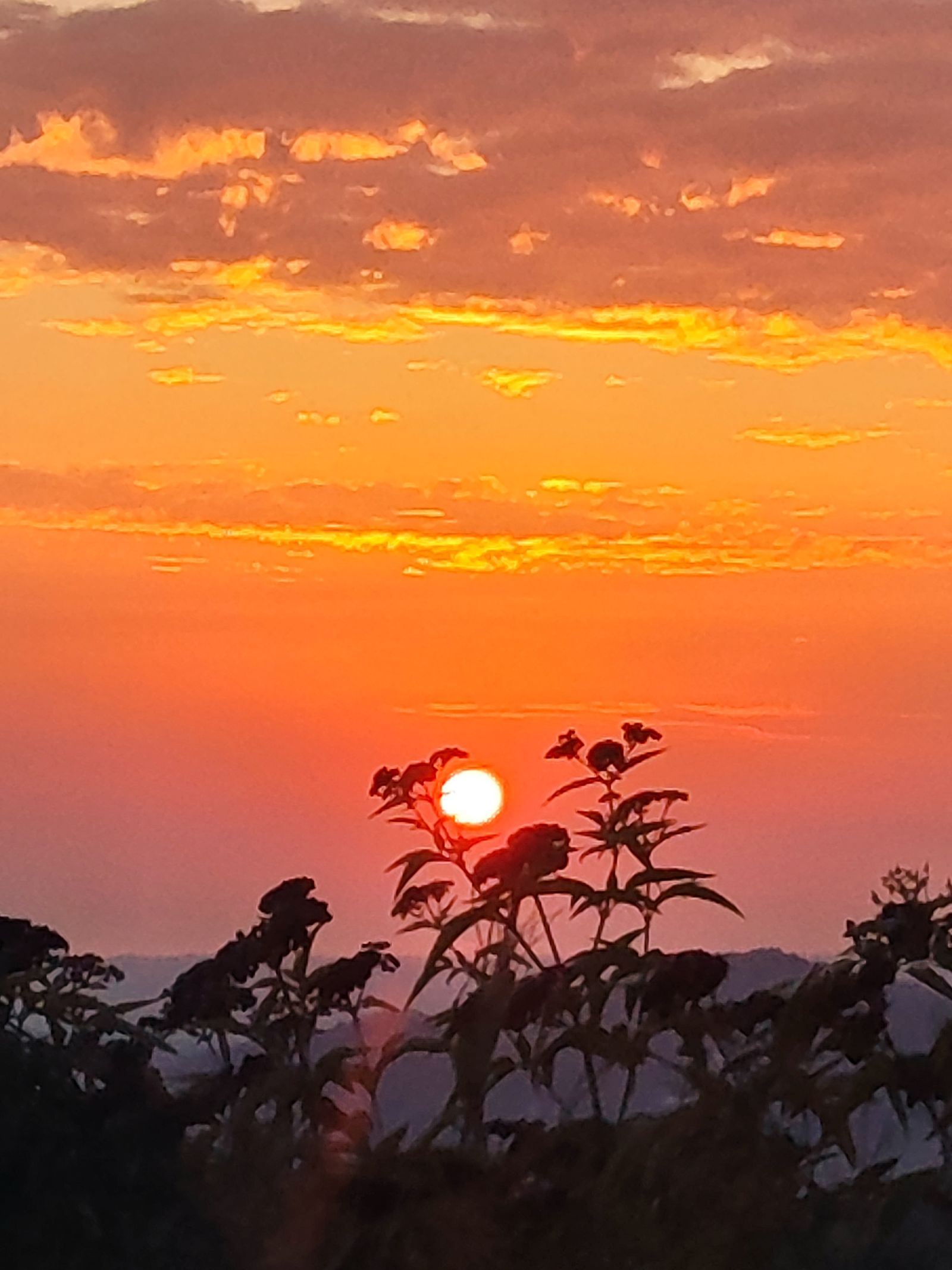 Barbara Pattern Designer