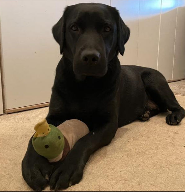 Big black bad looking Dog rescue the Duck from frozen water while to full moon shine throug the trees