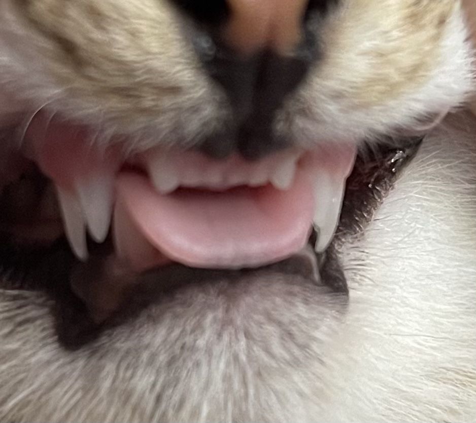 Weenie Hut Jr Store Manager