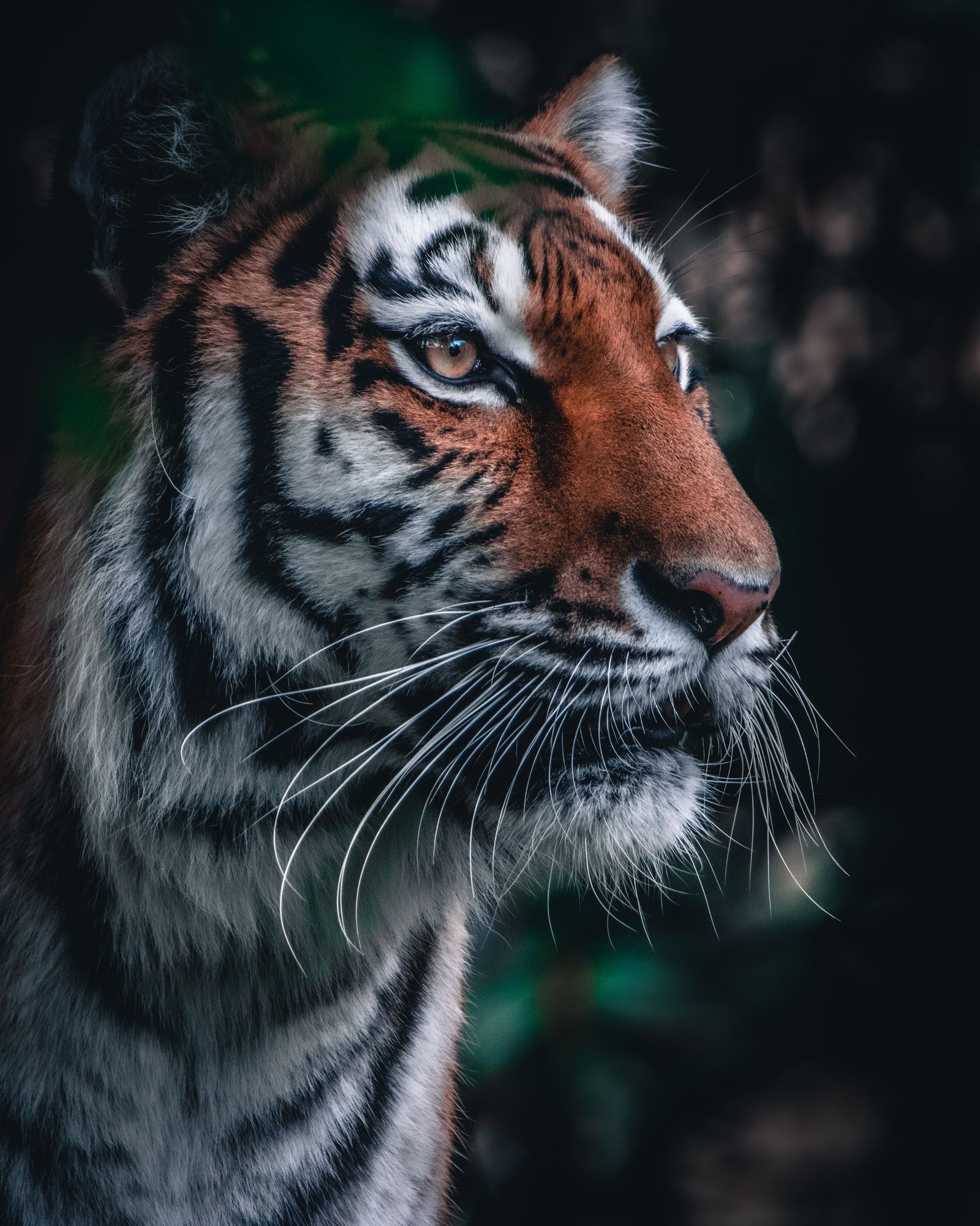 The Tiger
