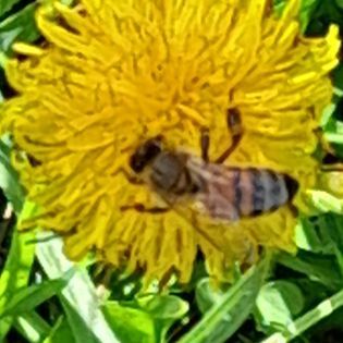 Image uploaded by user