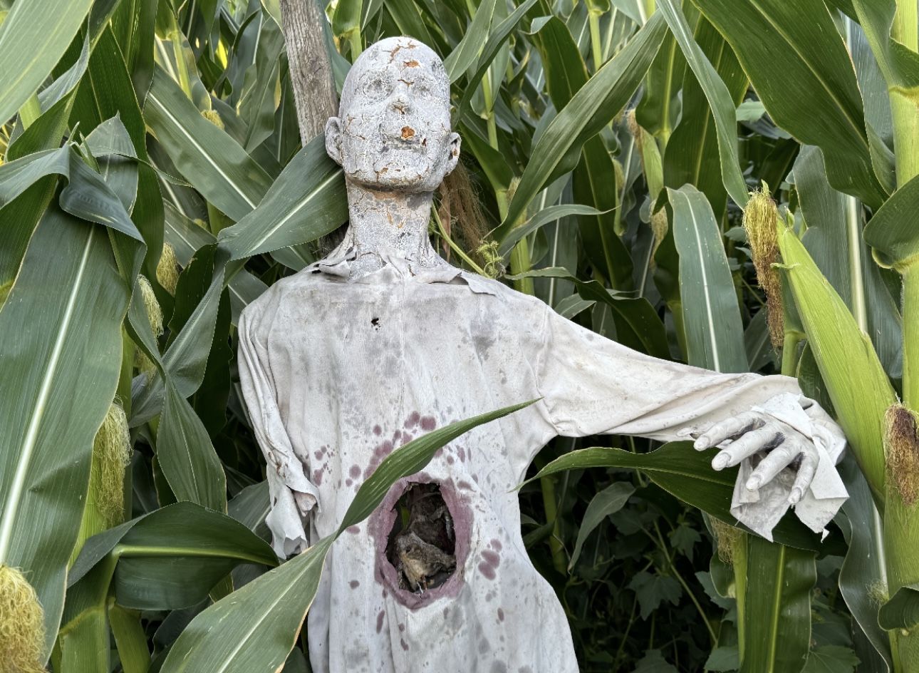 A ghostly figure in a decaying corn field
