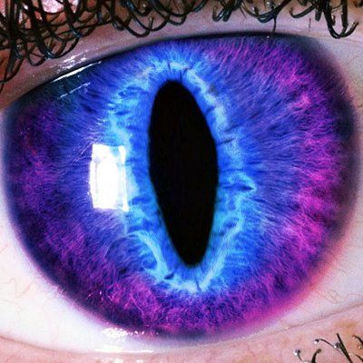 The Feline Alchemist