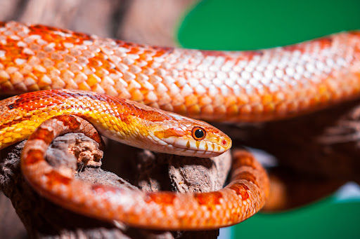 corn snake