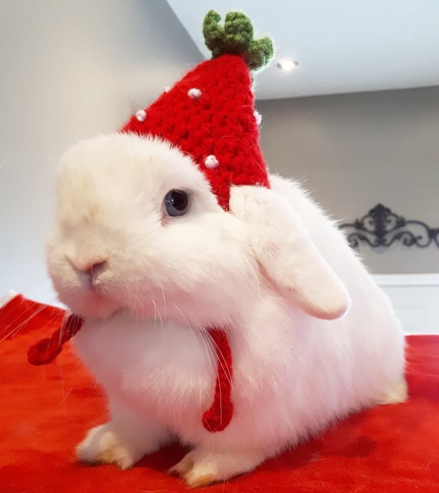 Crimsonbunny