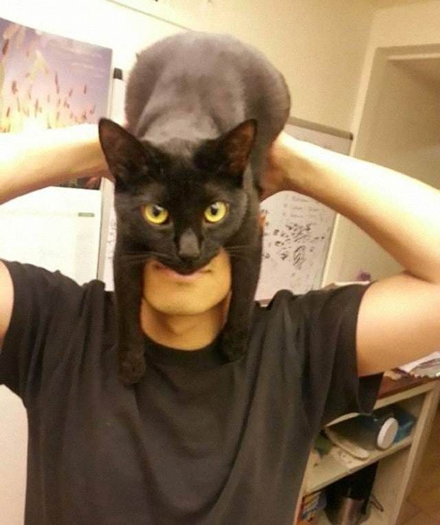 catman