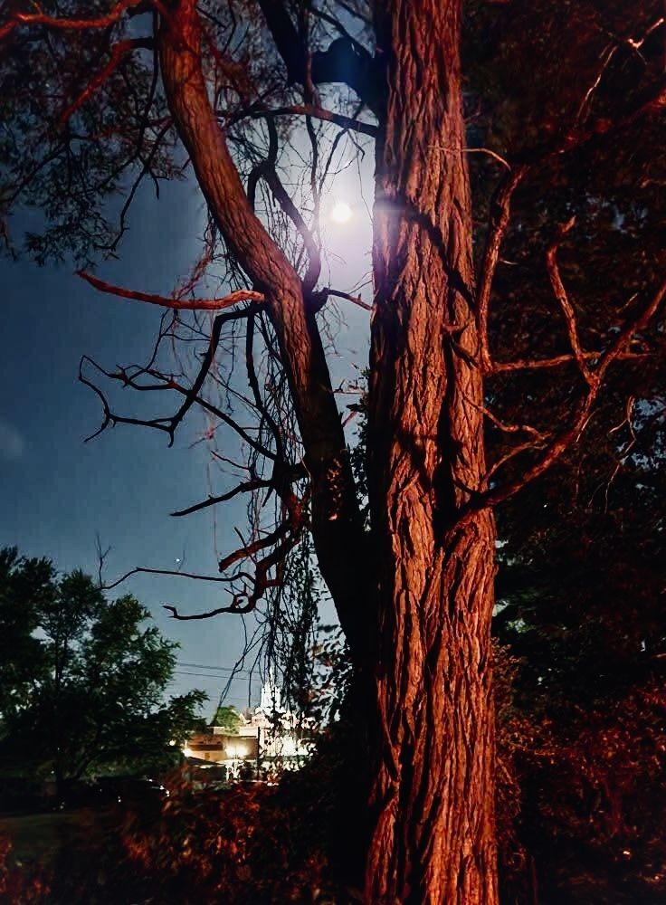 A colossal, ancient tree whose bark is carved with celestial maps, its branches reaching into a nebula-filled sky. Tiny, glowing sprites fli... - Start Image 1