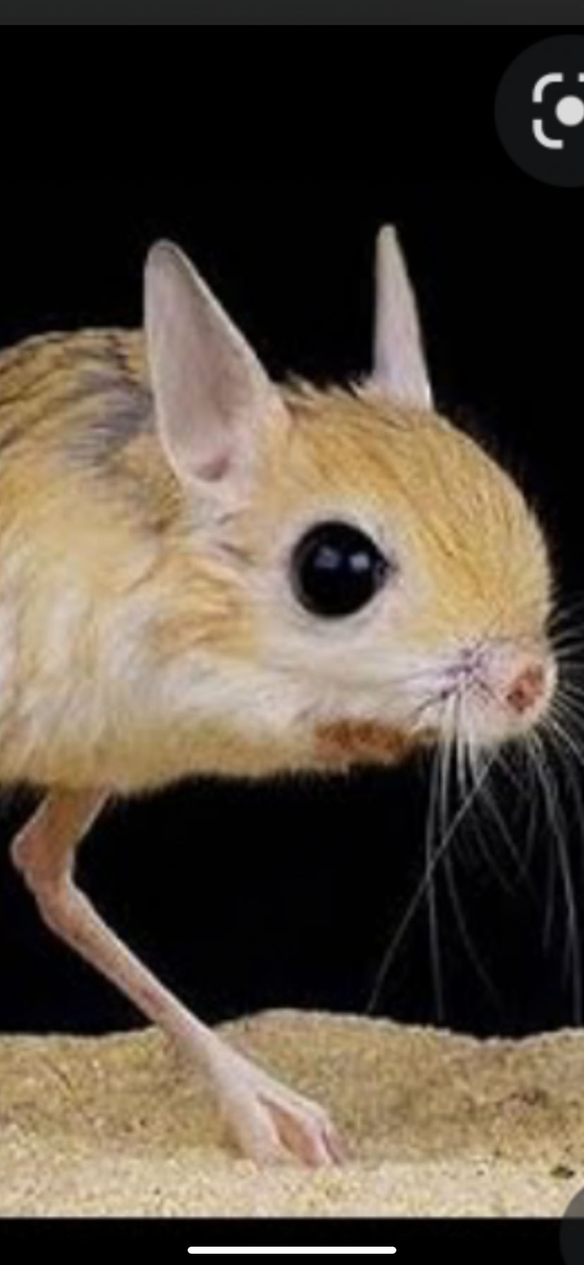 DementedGerbil