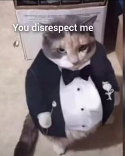 cotten cat