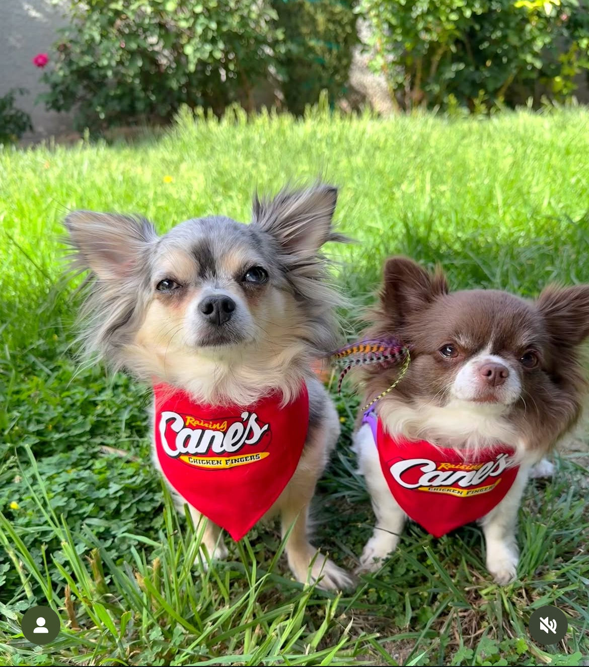 At Disney world with Minnie & mickey, change dog bandanas to Disney themed - Start Image 1