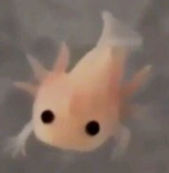 axolotl 