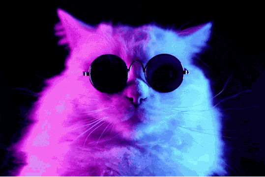 -Cool-_-Cat-
