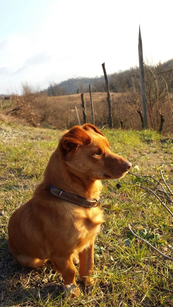 dog watching vineyard at sunset