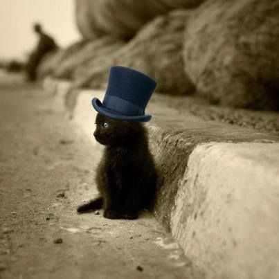 Blue Hat Cat