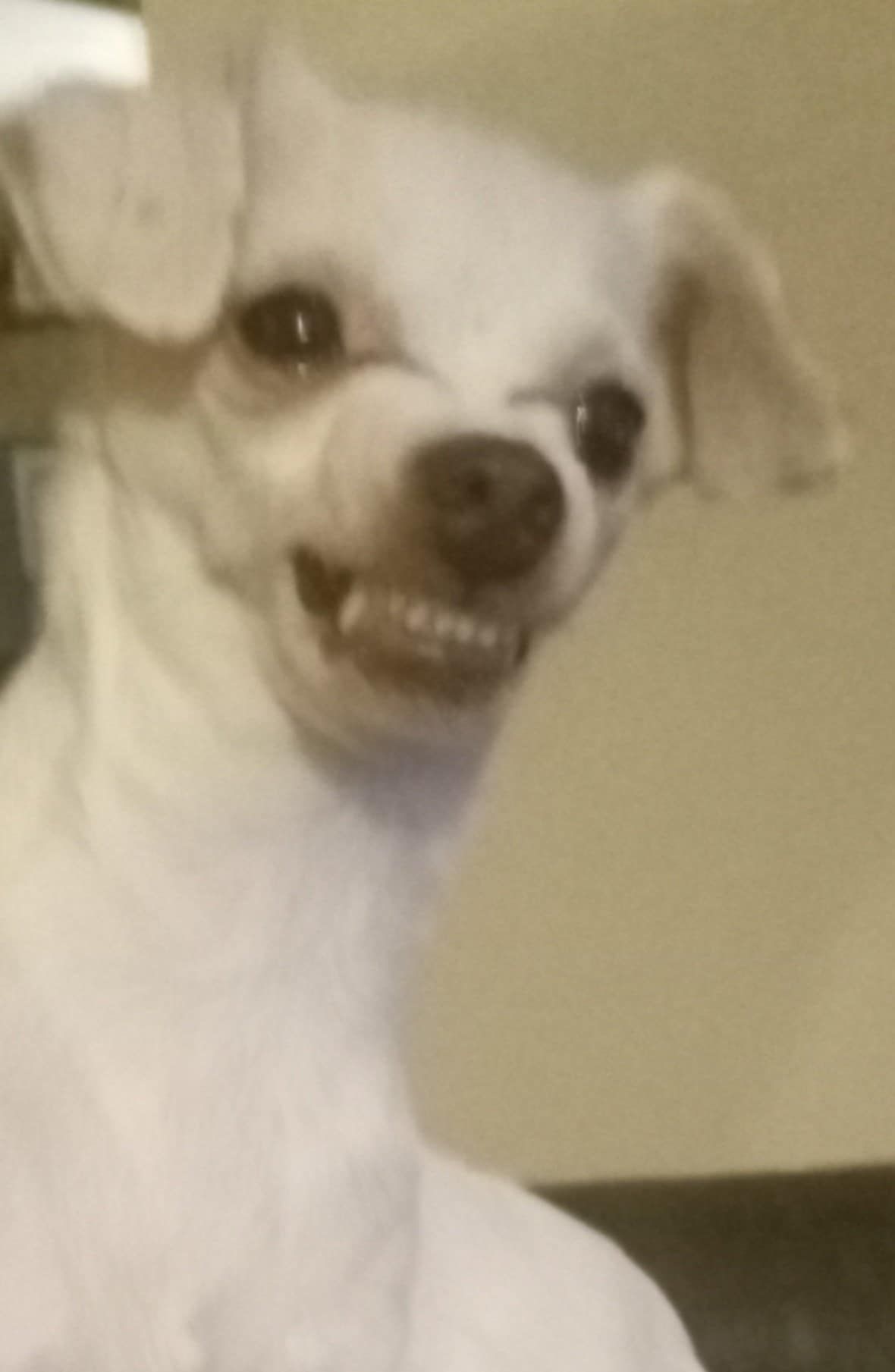 EvilChihuahua