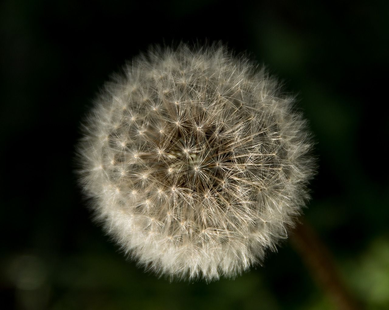 Snowflakes on a Winterday 