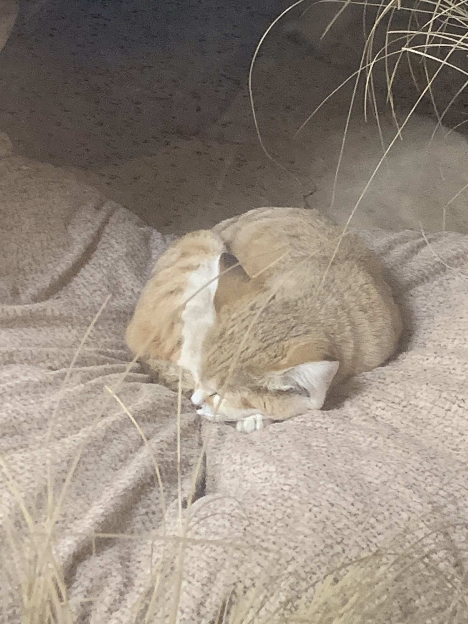 Fluffy cute Sand cat sleeping.