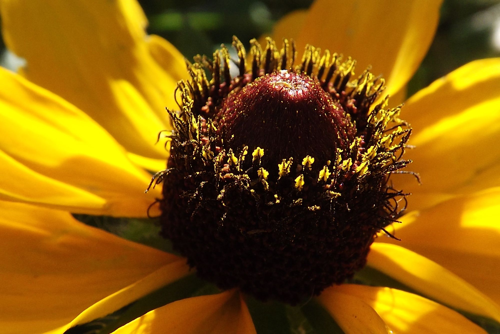 Brown Eyed Susan abstract vector fractal, wave function, Zentangle, 3d shading