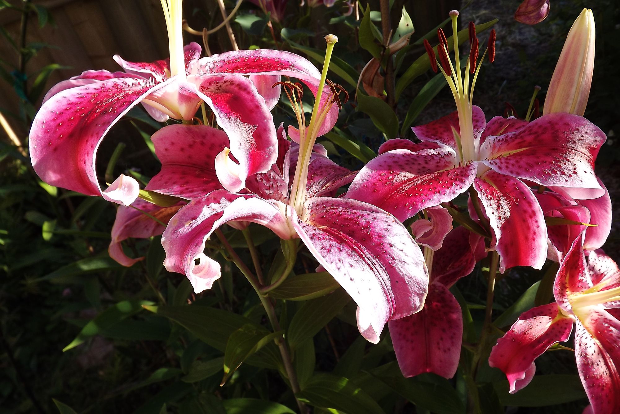 magical stargazer lilies appear beside a forest stream - Start Image 2
