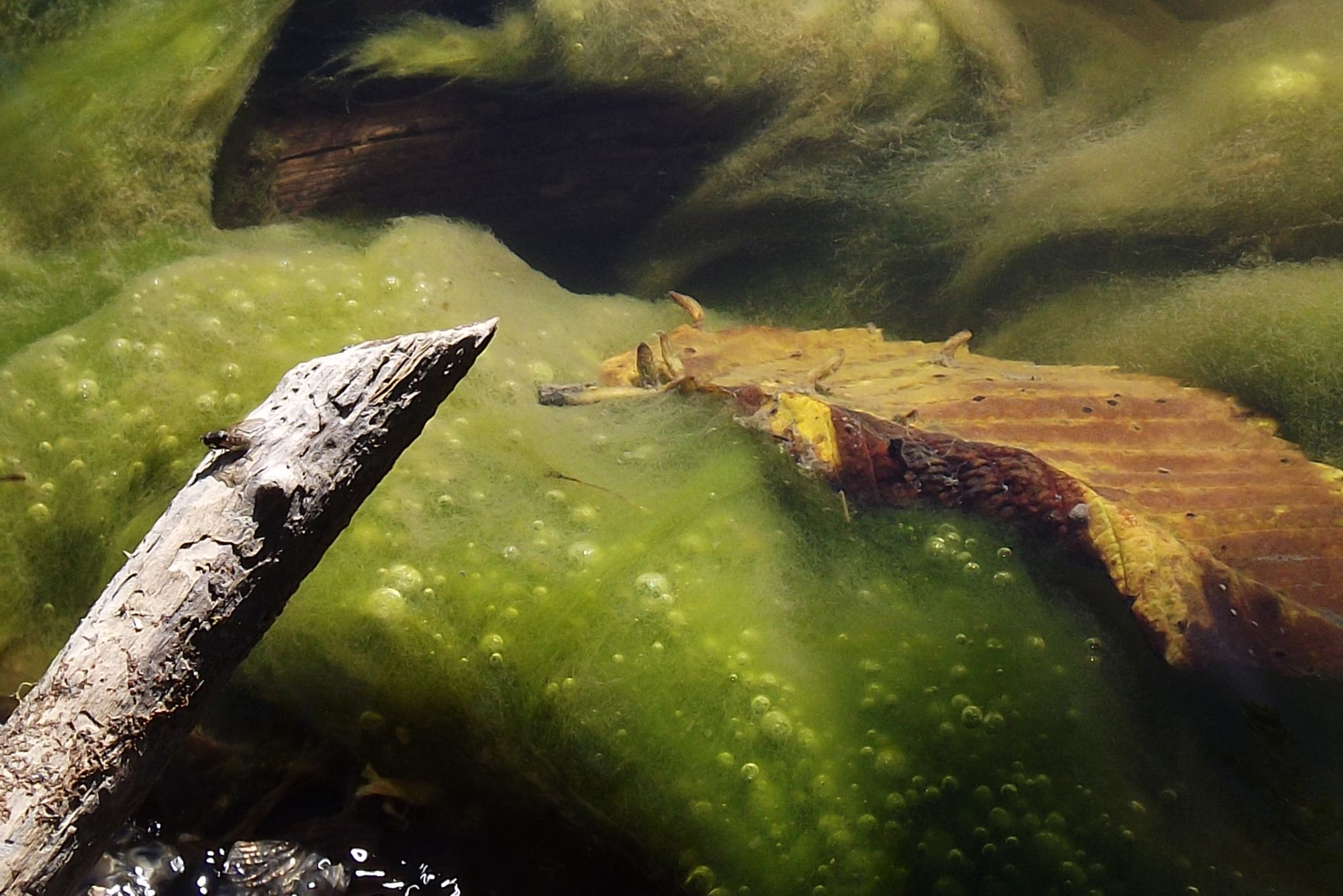 magical stargazer lilies appear beside a forest stream - Start Image 1