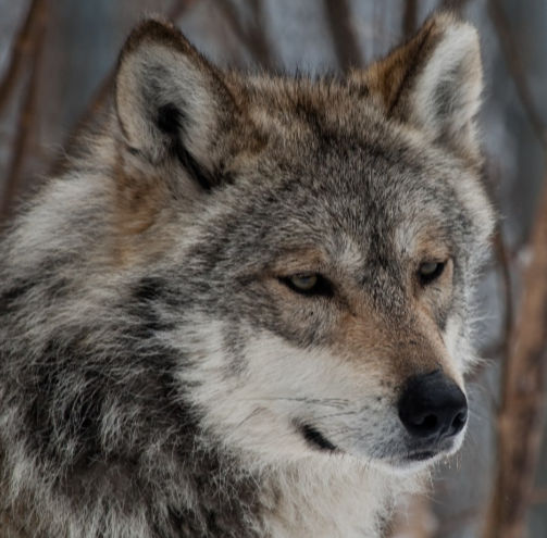 Florentina Miha Palaghiciuc