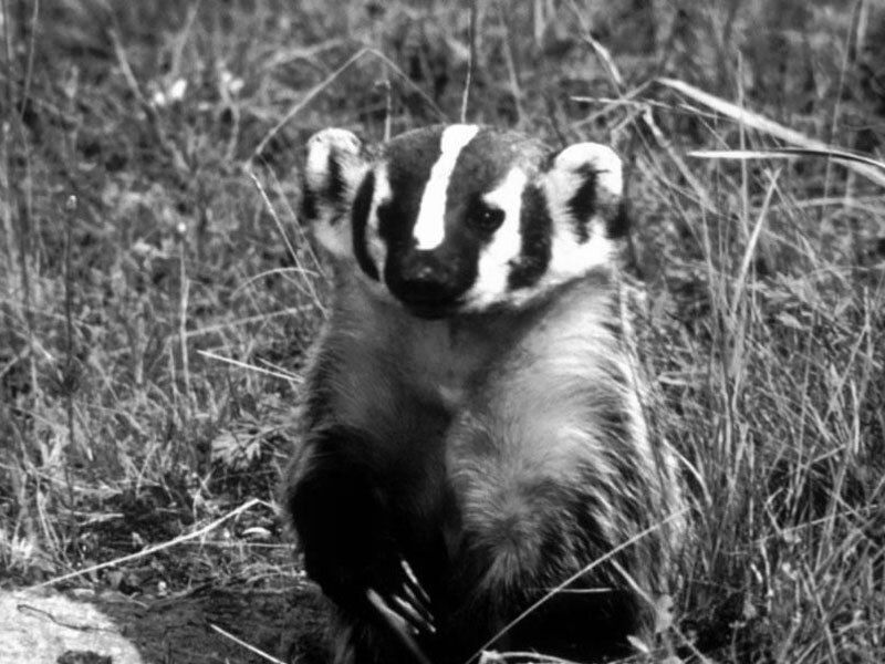 The Ellsworth Badger 