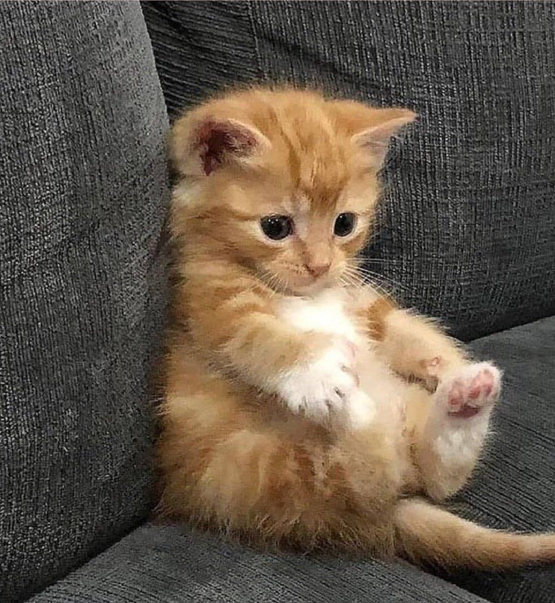 I Believe In Cat Supremacy