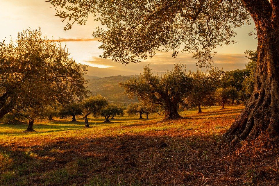 olive grove 