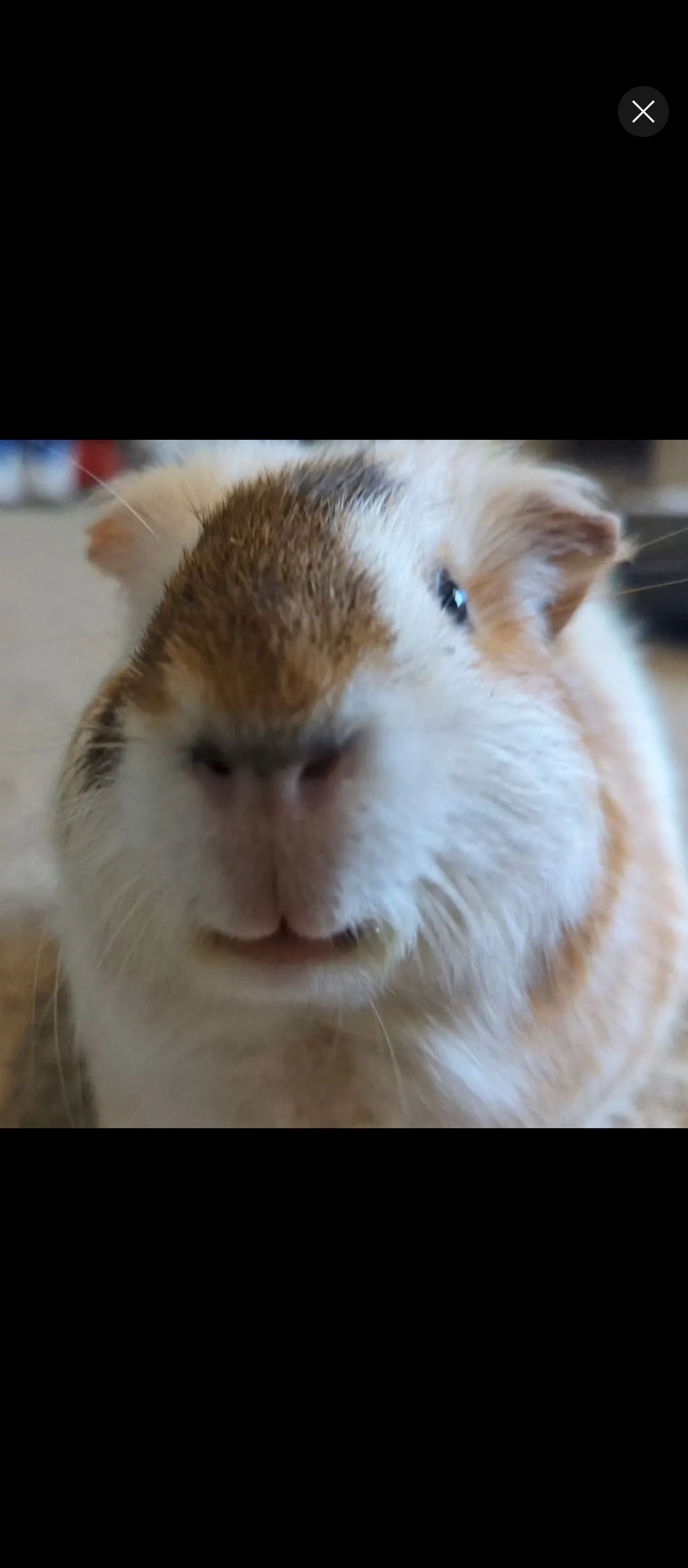 Guineapig