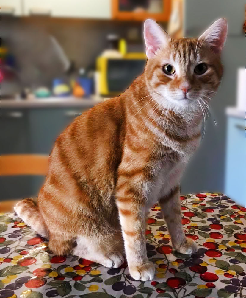 PAOLO