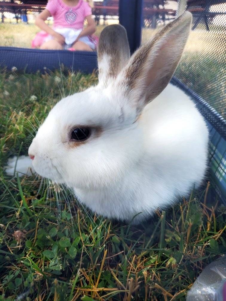 Andy Bun