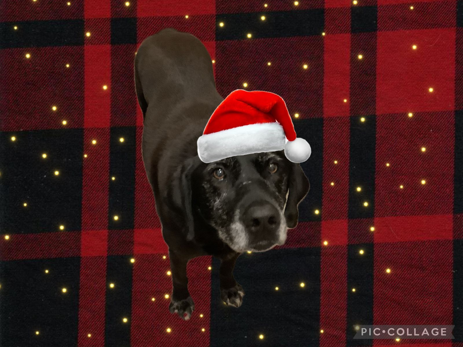 Doggiemaster
