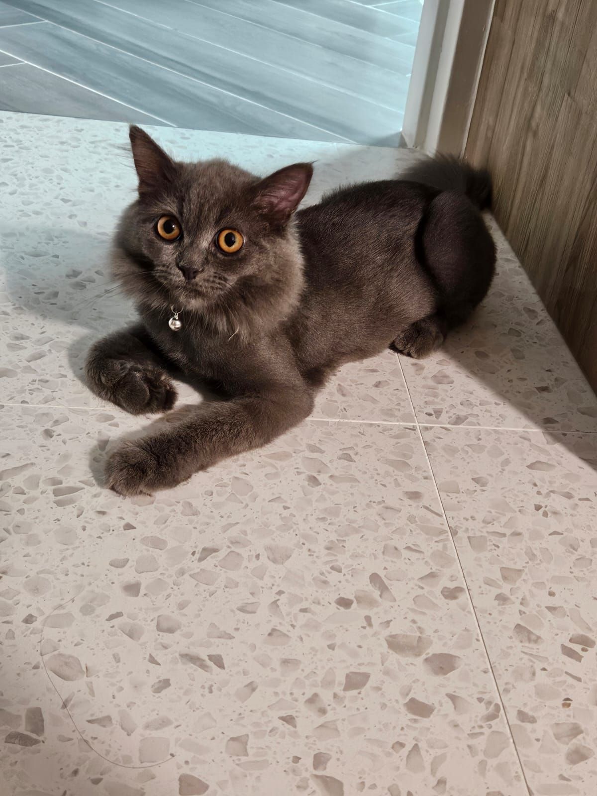 Young woman sad, black wedding, nebelung cat, snow and red monstera 