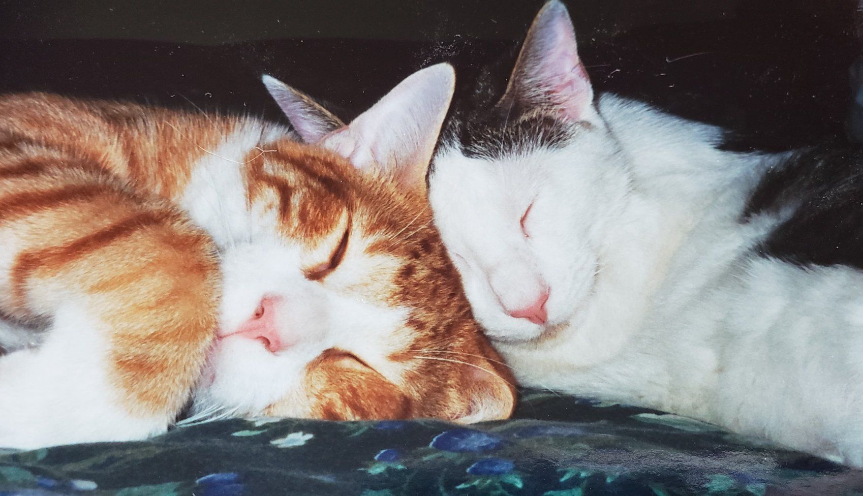 Christmas .  Reflection in the eyes. Rainforest and big colorful majestic Christmas Flowers, Christmas Tree, Christmas Candy,  Starry sky, S...