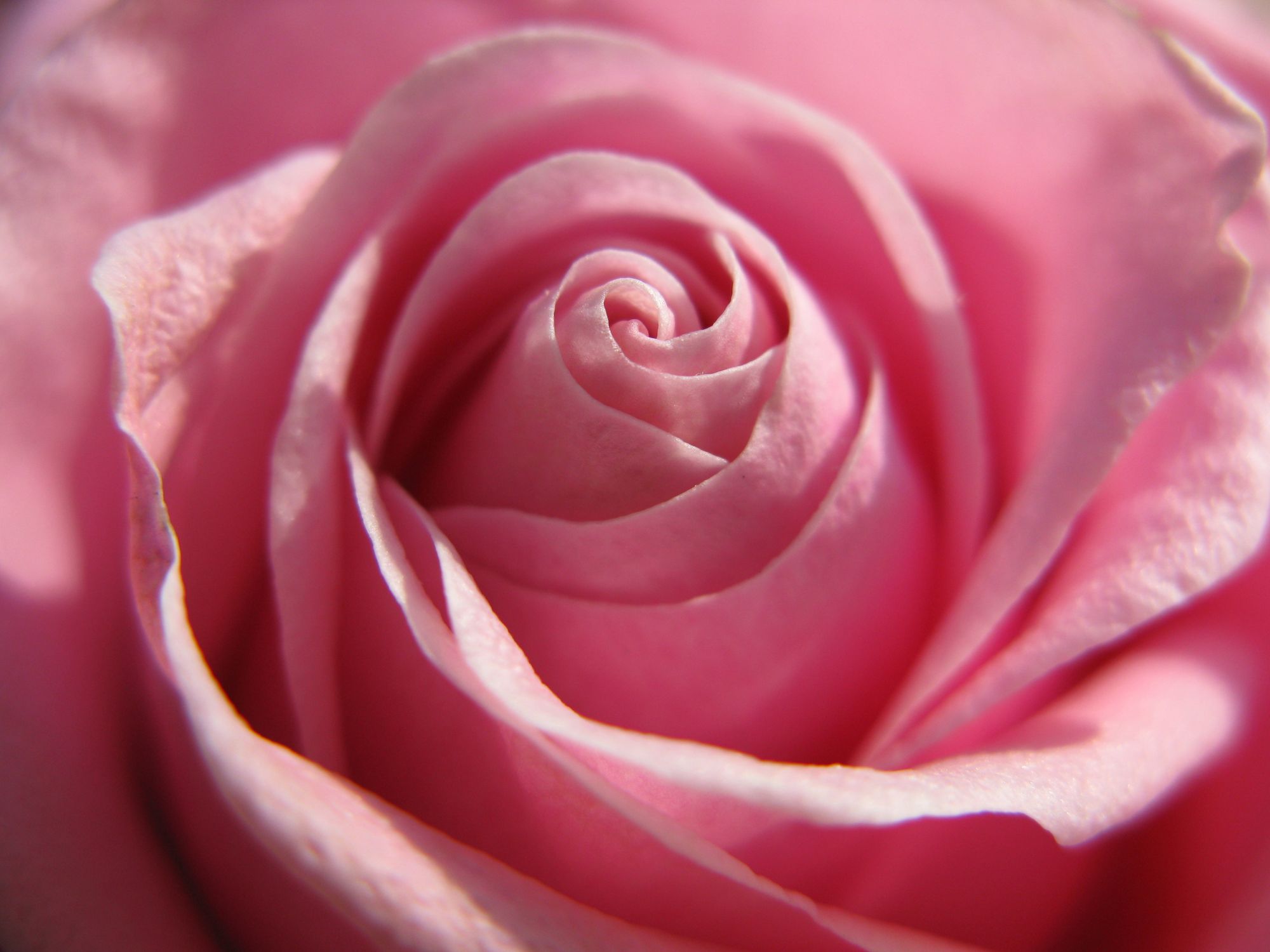 Image uploaded by user