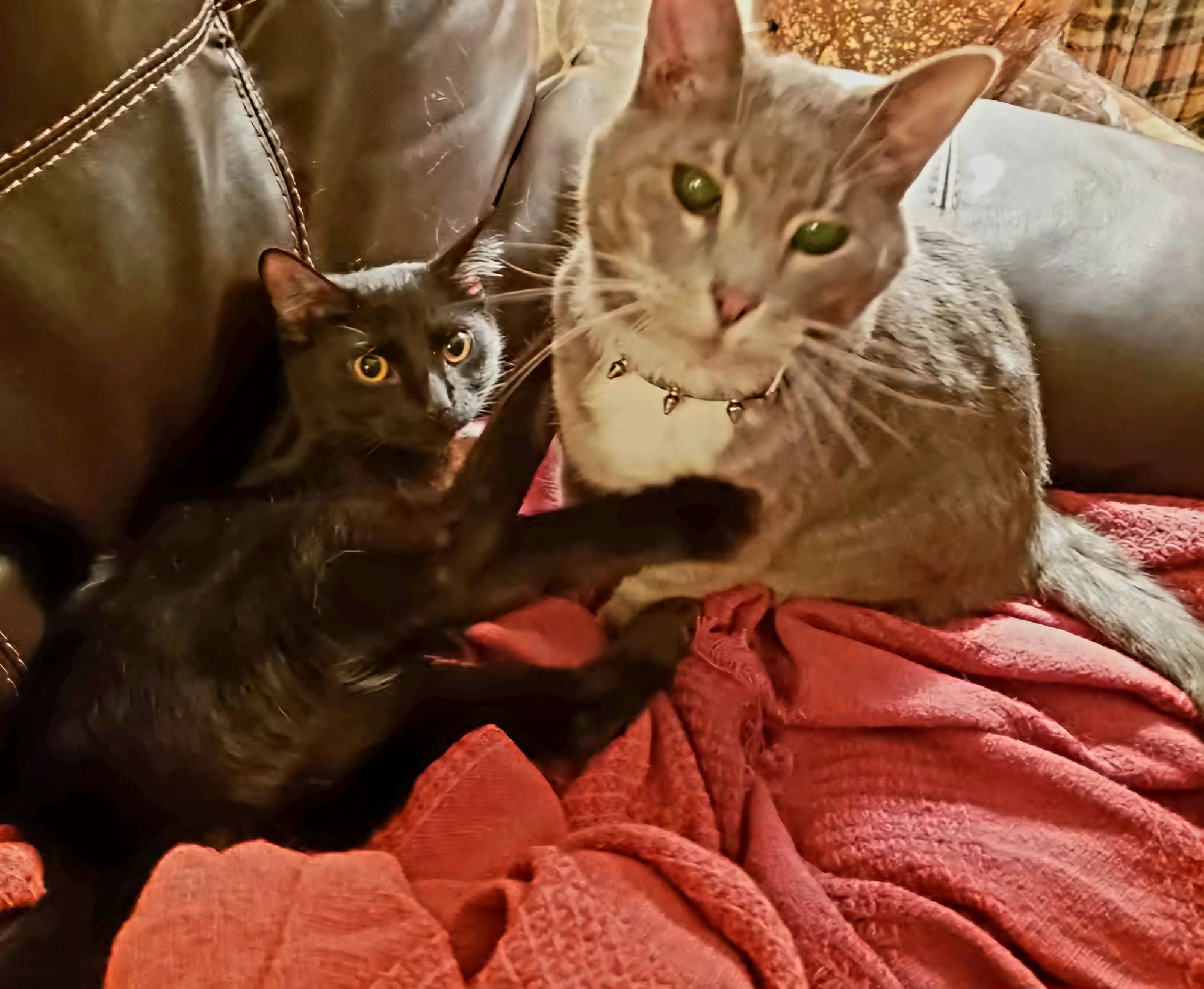 There are two cats .  A black cat with glowing yellow eyes.   a  gray cat with white markings on his neck face and all four paws and glowing...