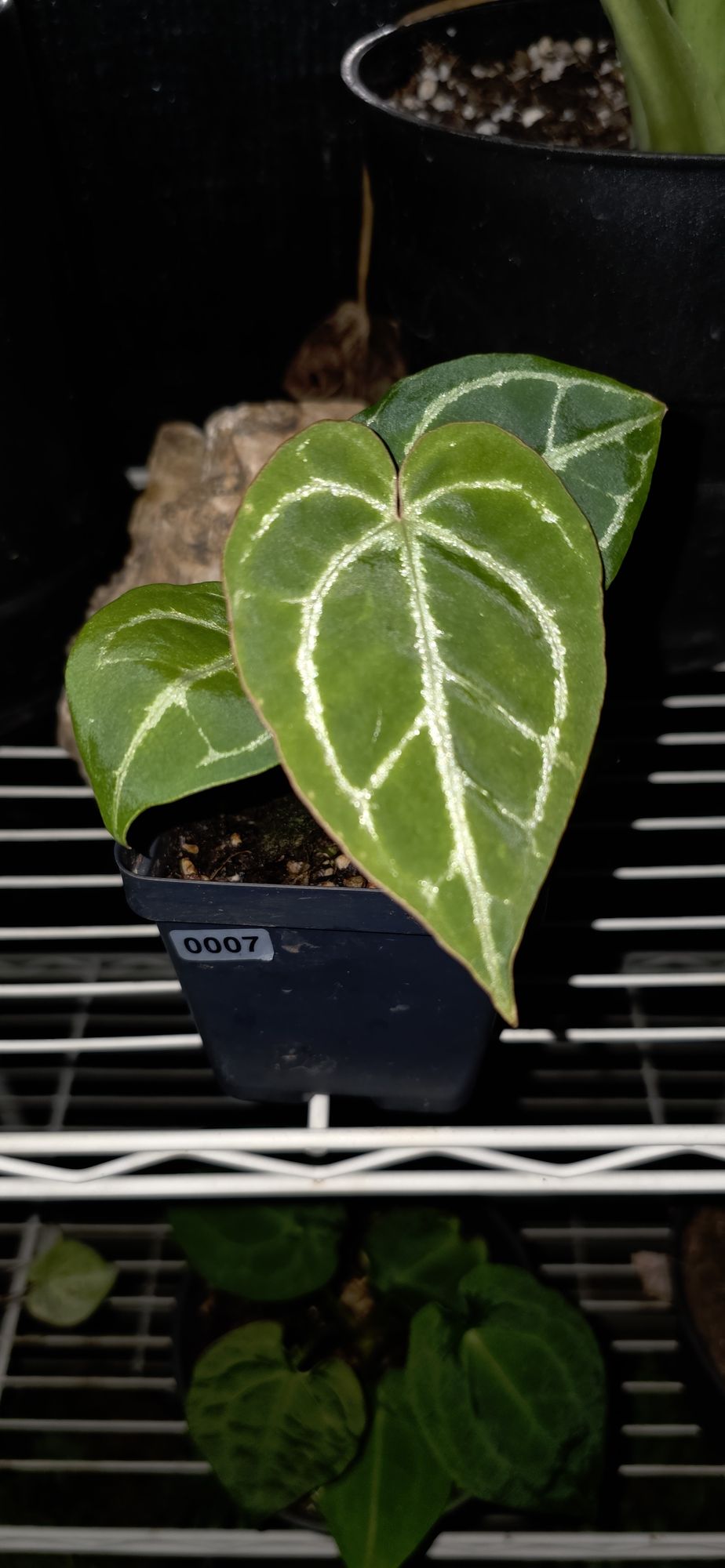 Big anthurium leaves, different types, stacked upright on display and so densely that all you can see is layered leaves