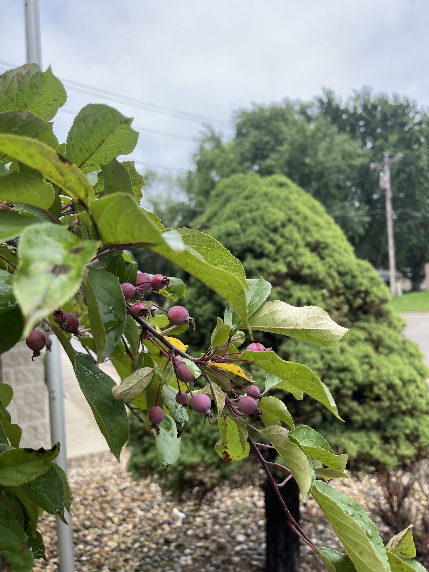
The photo given is an image of a close up or eyelevel shot of a tree that has berrys on it. I want you to produce the same eyelevel shot. A...