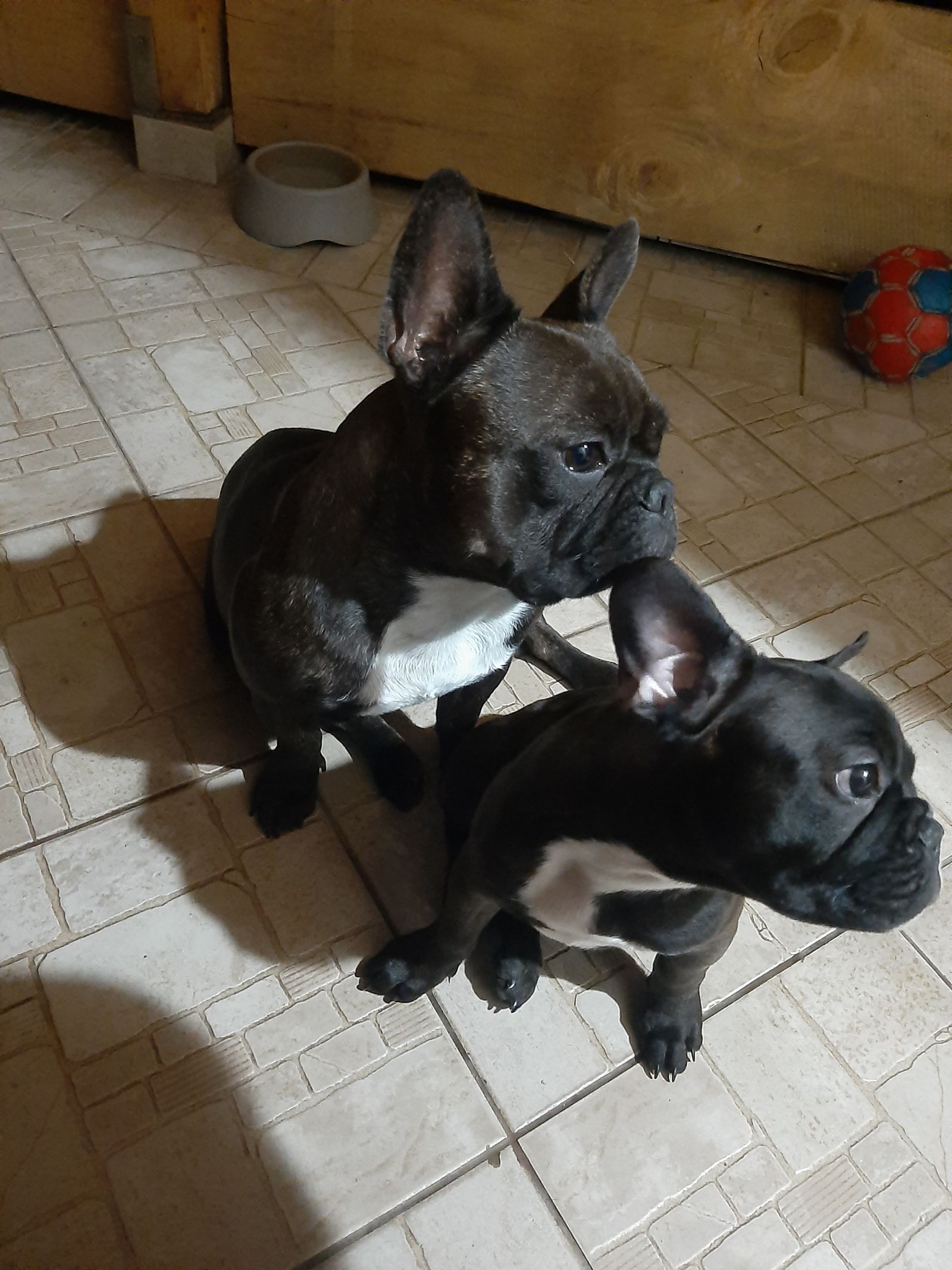 Dimitrije Mihajlovski