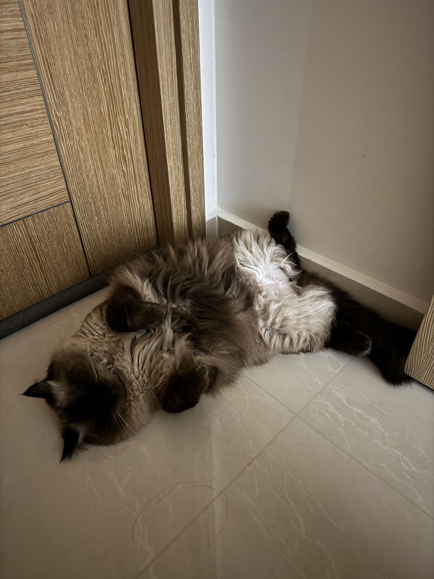 A highly realistic image of a cat (as uploaded) lounging on a worn, comfy fabric armchair in a sunny, slightly messy living room with sunlig...